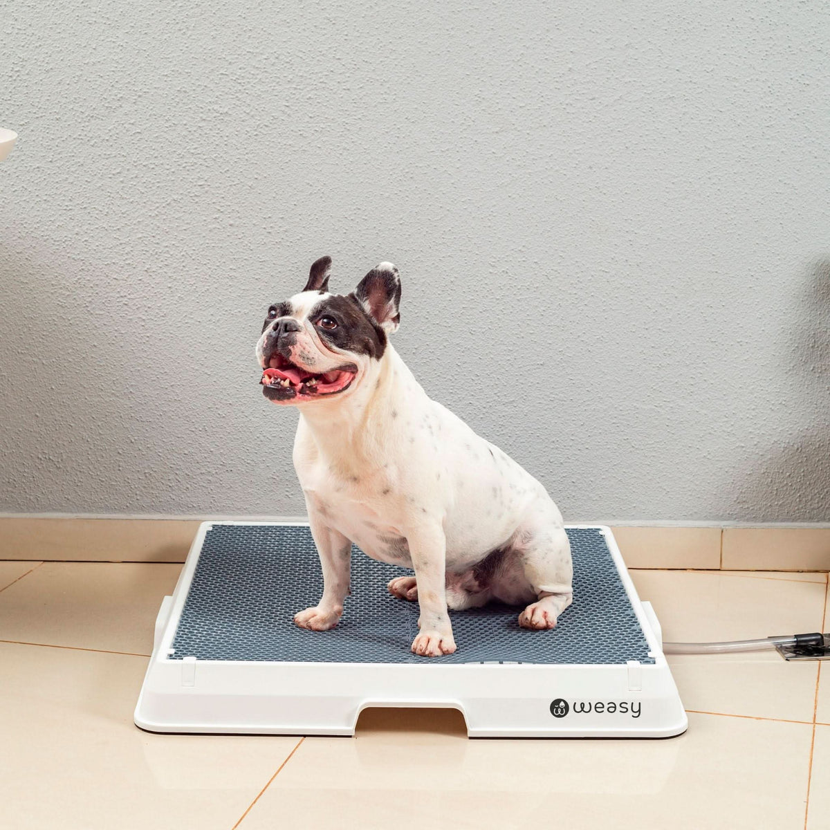 Weasy Cão | Banheiro inteligente para cachorro